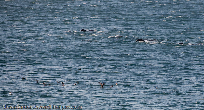 Seals & Cormorants