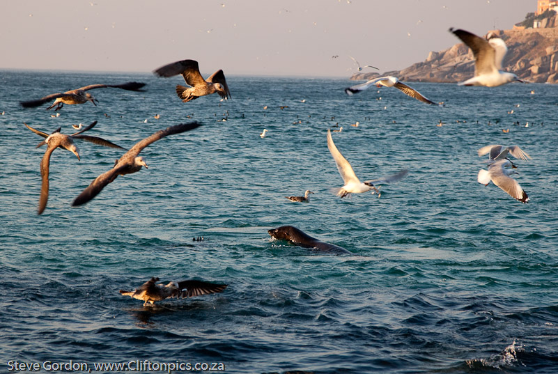 Seals, Terns, Gulls..