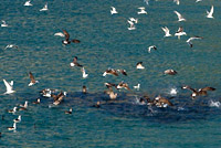 seals and seabirds herd and feed