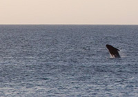 Gallery of visit by a young whale...